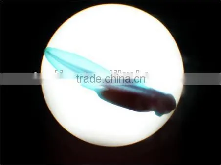 Embryo Slides , Frog Embryo Slides , Embryology Slides ,embryo Teaching Slides photo-2