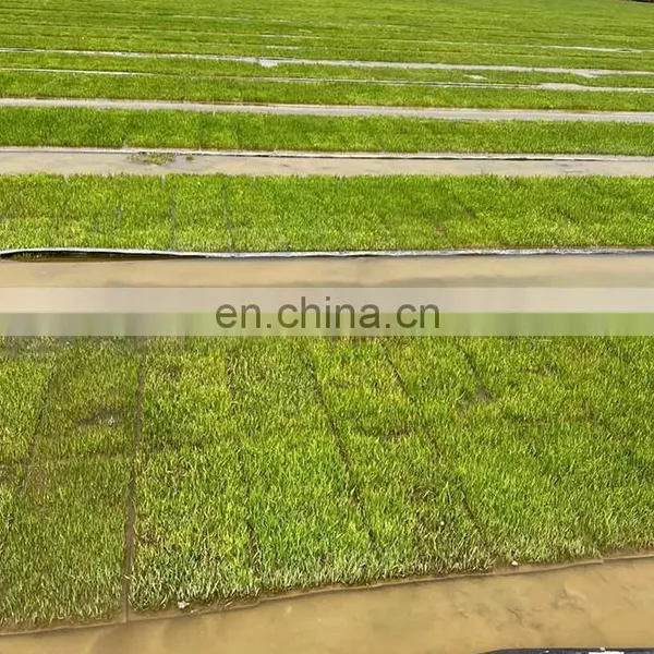 Agricultural Use Rice Seeder in India photo-5