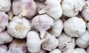FRESH GARLIC photo-3