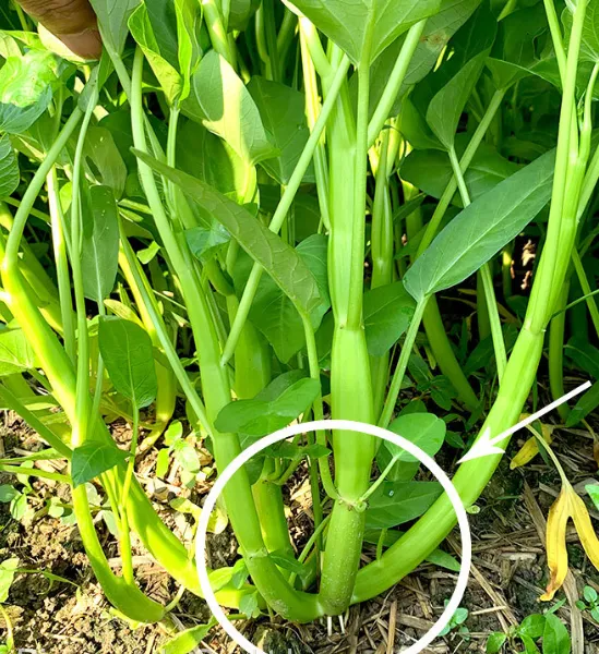 6g Buy Hybrid Asian Green Leaf Vegetable Water Spinach Seeds Ipomoea Aquatica Seeds