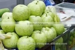 Pink ,White Guava Export in India