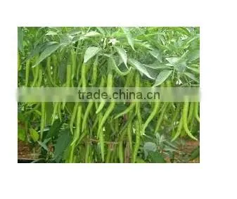 Green Chilli photo-2