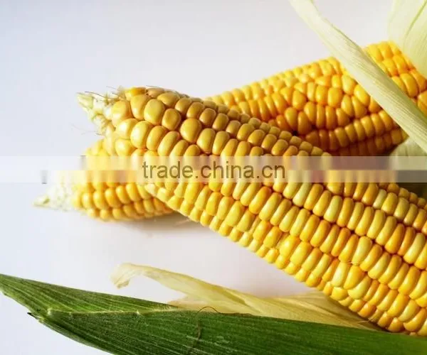 2016 New Crop GOOD TASTE Canned Sweet Kernel Corn in Tins photo-3