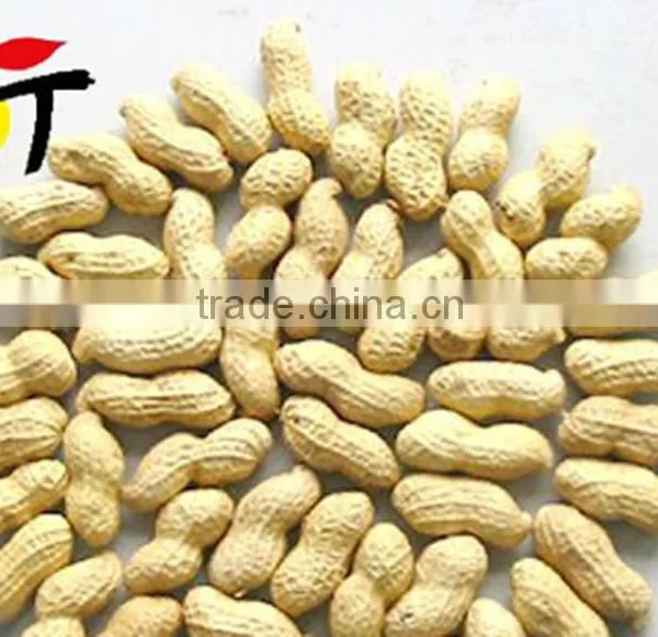 Recommend High Quality and Good Price Organic Delicious Roasted Peanuts photo-3