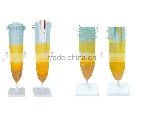 Root Tip