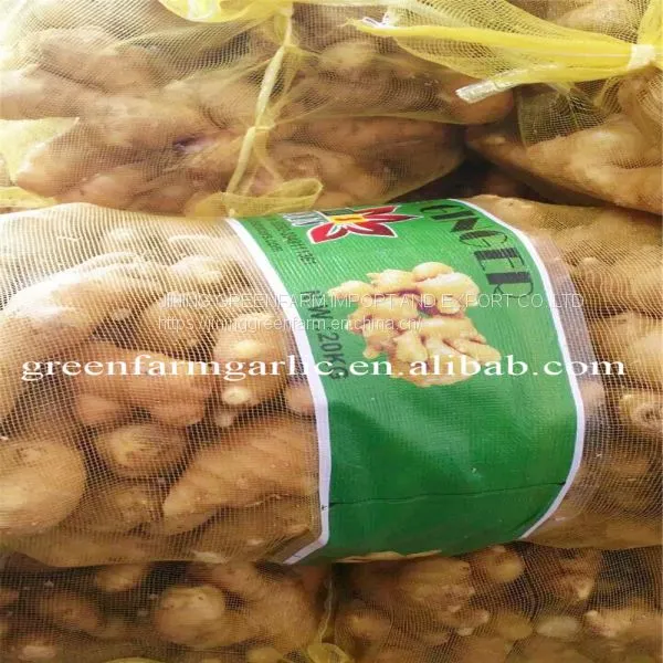 Jining Greenfarm Fresh Yellow Ginger photo-3