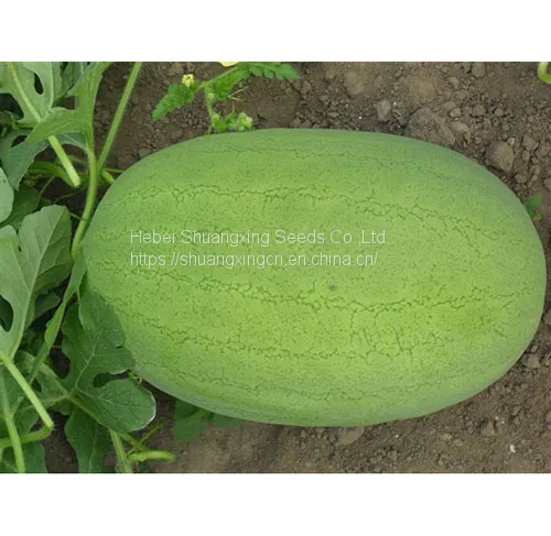 SHUANGXING f1 Big Hybrid Watermelon Seeds Outdoor Grown photo-2