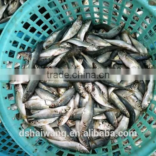 Frozen Seafood Small Eyes Horse Mackerel With Size - 50g