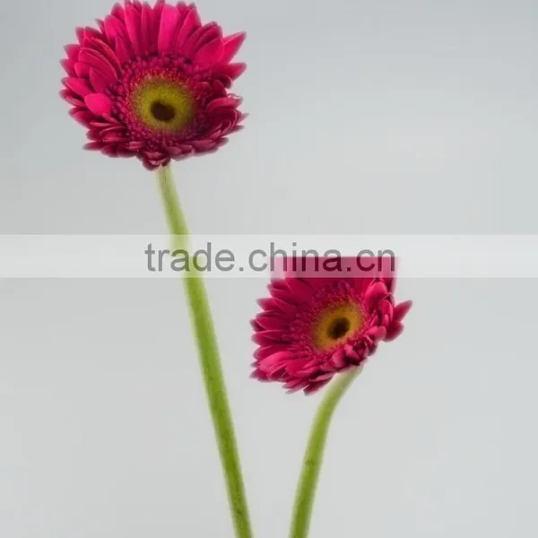 Fresh Cut Purple Petal Flower Gerbera Original Place photo-2
