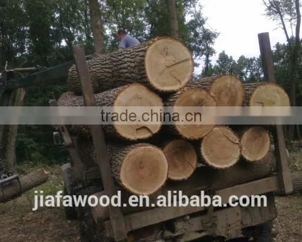 White Birch Logs, Baltic Birch Logs, Latvia Birch Logs Quality Choice photo-3