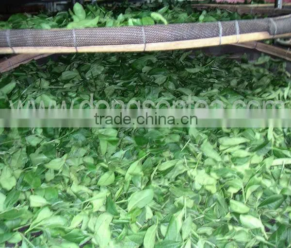 VietNam High Mountain Oolong Tea- Dong Son Oolong Tea" photo-4