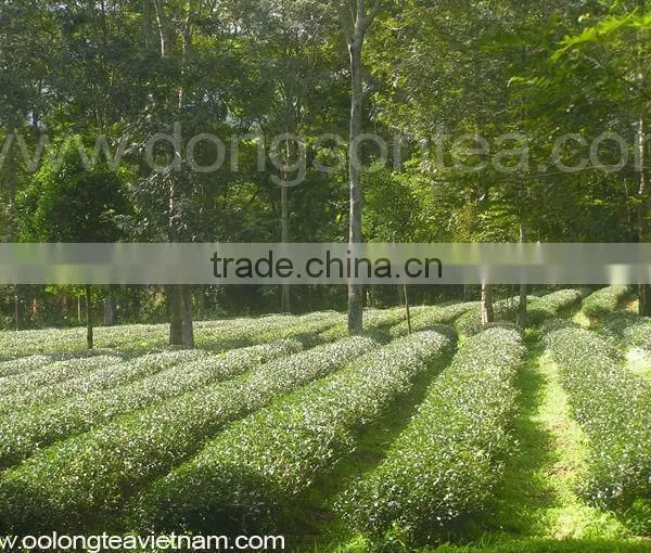 Delicious Black Tea photo-6