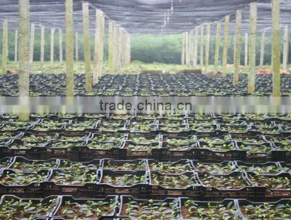 Good Quality Oolong Tea - High Grade Vietnam Oolong Tea photo-5