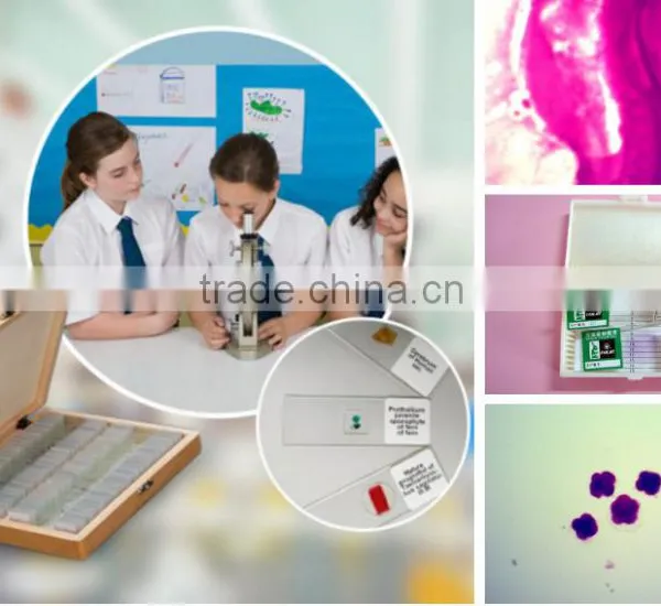 Biological Slides Chick Embryo Prepared Slides