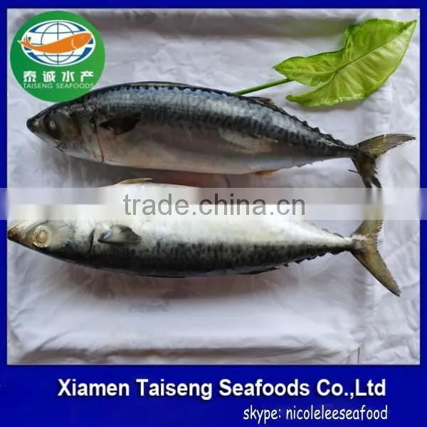 Pacific Mackerel Fish Whole Deep Frozen