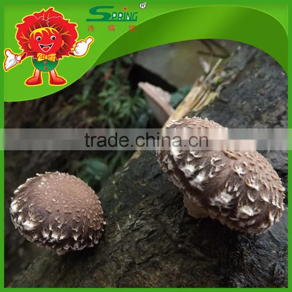 Best Fresh Matsutake Mushroom for Sale Frozen Mushrooms photo-6