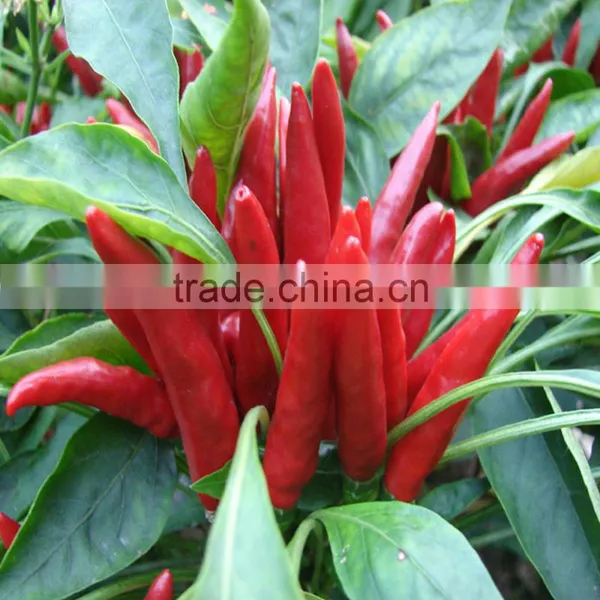 Importad by Japanese 2016 Wholesale Chilli Pepper Seeds to Plant