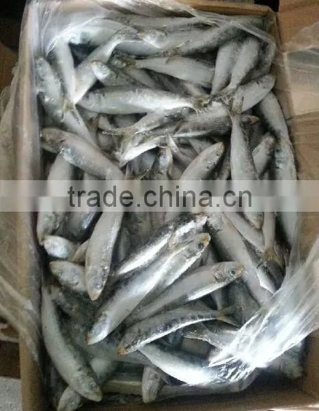 Competitive Price Wholesale Sardine photo-2
