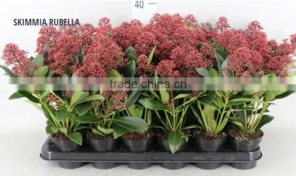 SKIMMIA RUBELLA