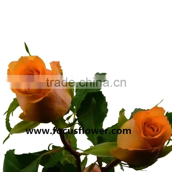 Promotional Handmade Porcelain Flowers Fresh Cut Tube Flower Queen's Day Rose for Decoration From Yunnan photo-5