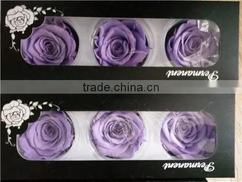 Everlasting Rose A Grade 6 to 7 cm Preserved Rose From Yunnan photo-4