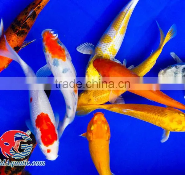 Koi Fish Bleeding Farm and Export From Thailand photo-4