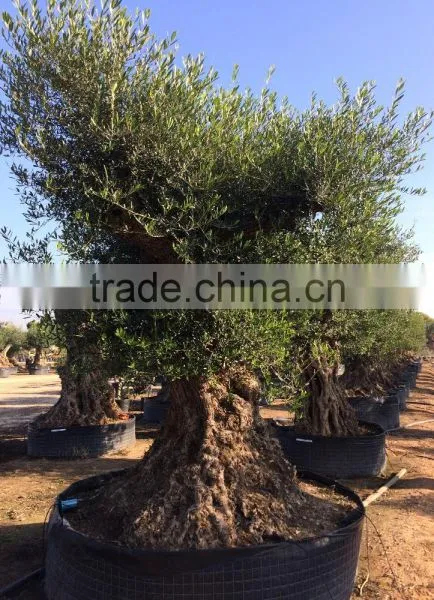 Olive Tree "Lechin"- Olea Europaea "Lechin Ejemplar" photo-3