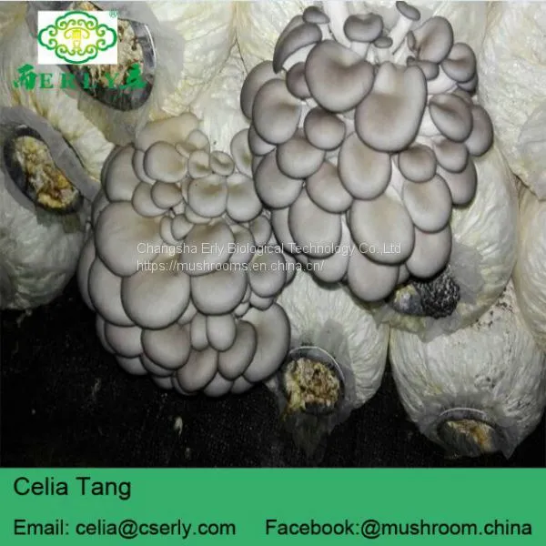 Dried Oyster Mushroom photo-3
