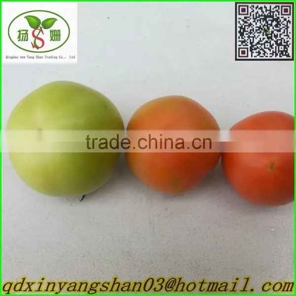 Fresh Tomato:Export Dedicated photo-2