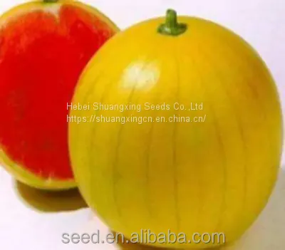King Fu Small Watermelon Seeds With Good Taste From China