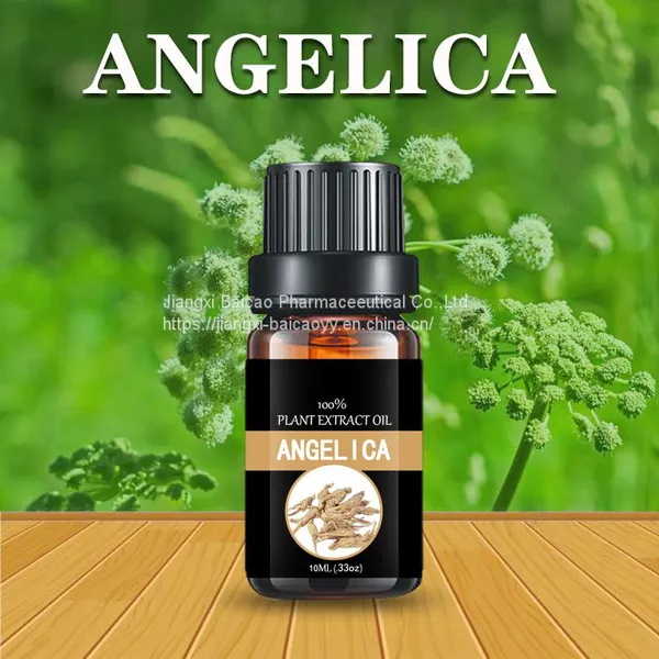 Angelica Root Oil Chinese Herbal Extract Pure Natural Oil