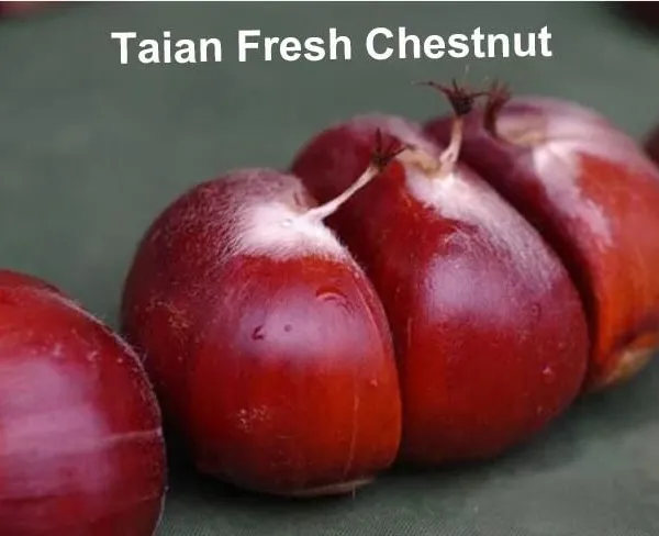 Tai Shan Chestnut