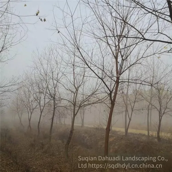 in 2020, the Price of a Chinese Tallow Tree With a Trunk Diameter of 10 Centimeters is 220 Yuan per Tree. Chinese Tallow Tree Base for Street Trees photo-2