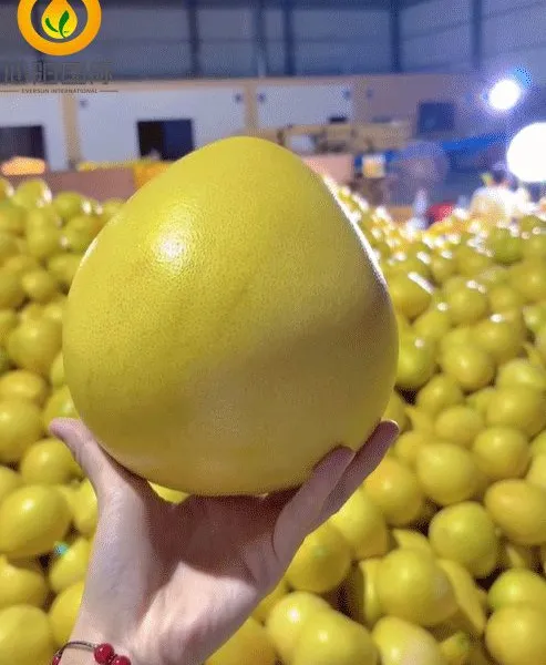 High Quality Fresh Grapefruit Fresh Pomelo Manufacture photo-2