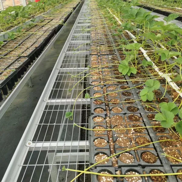 Hot‑Dip Galvanized Mobile Seedbed For Greenhouse Tissue‑Culture Seedling Acclimatization Hardening