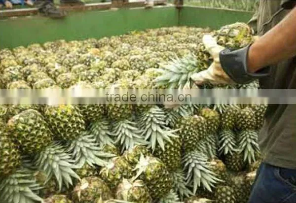 Fresh Pineapple ( Tropical Fruit) photo-6