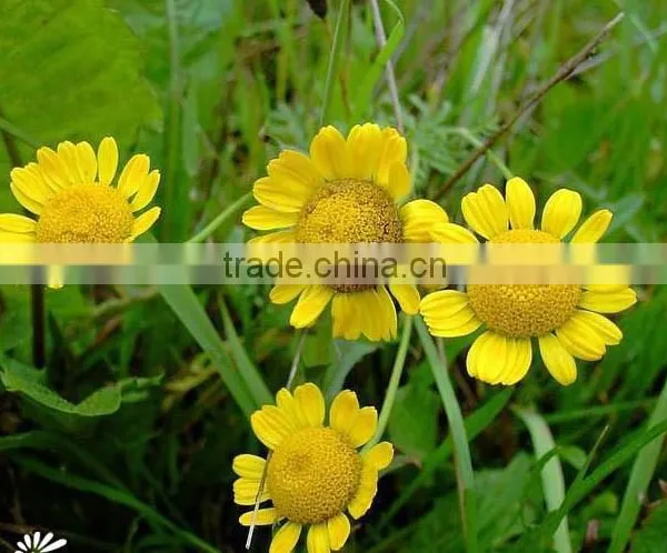 Golden Camomile , Anthemis Tinctoria Linn.,flower Seed,herb Seed,vegetalbe Seed,fruit Seed,grass Seed photo-2