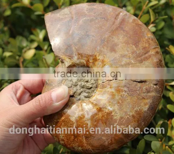 Wholesale Large Snail Fossils/Gemstone Jewelry/Gemstone Art Crafts photo-2