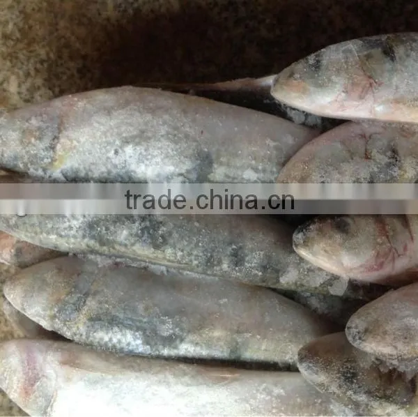 New Caught Whole Round Frozen Sardine 8-10pcs/kg for Market photo-2