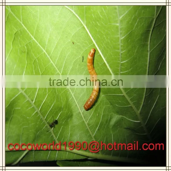What Are Mealworms Good For/meal Worm Recipes/how to Keep Live Mealworms photo-2
