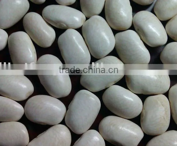 White Kidney Bean( Medium White Kidney Bean)