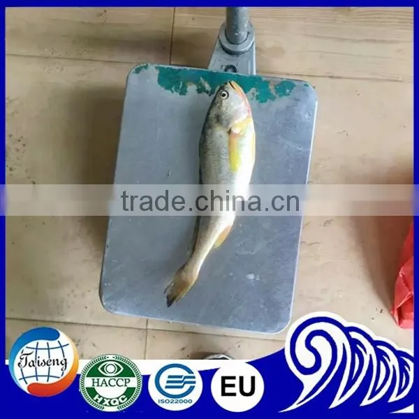 2016 Frozen Fresh Yellow Croaker Fish for Market