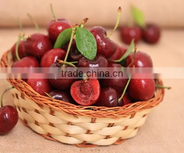 Cherry Seedling photo-2