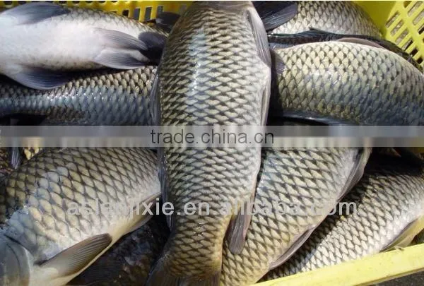 High Capacity Fish Scale Remover/fish Scale Remover/fish Scaling Machine photo-3