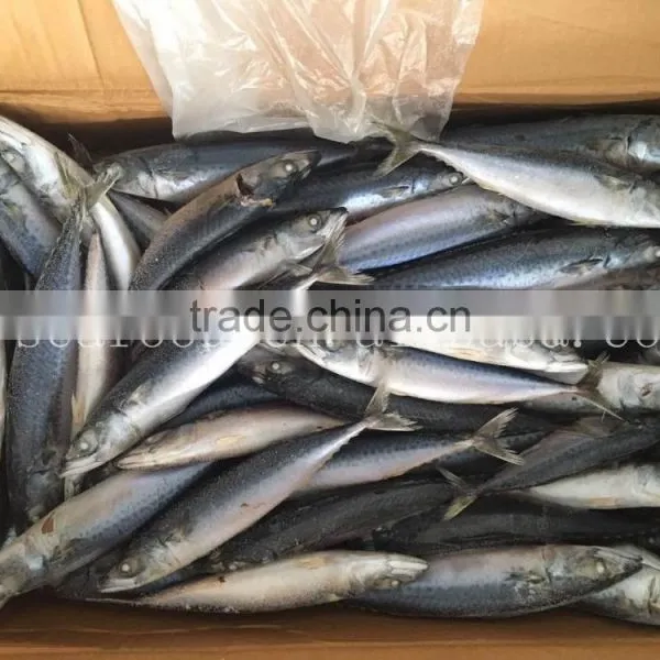 Frozen W/R Pacific/Atlantic Mackerel photo-2