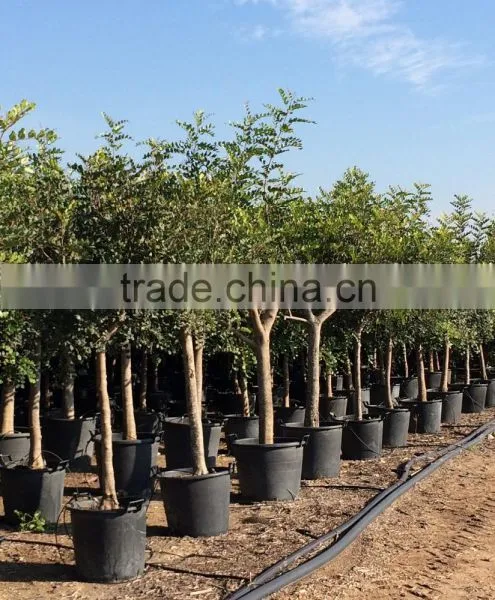 CERATONIA SILIQUA "Carob Tree" photo-4