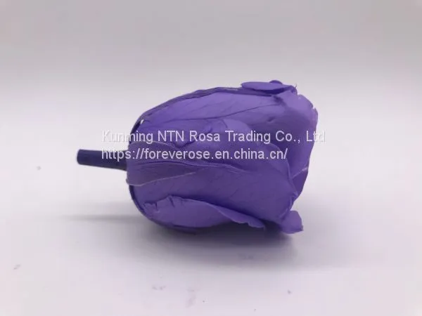 Preserved Fresh Roses Flower for Home Decoration photo-3