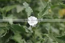 2014 Marshmallow Leaves