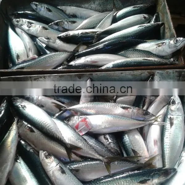 Hot Sale Grade A Horse Mackerel photo-3
