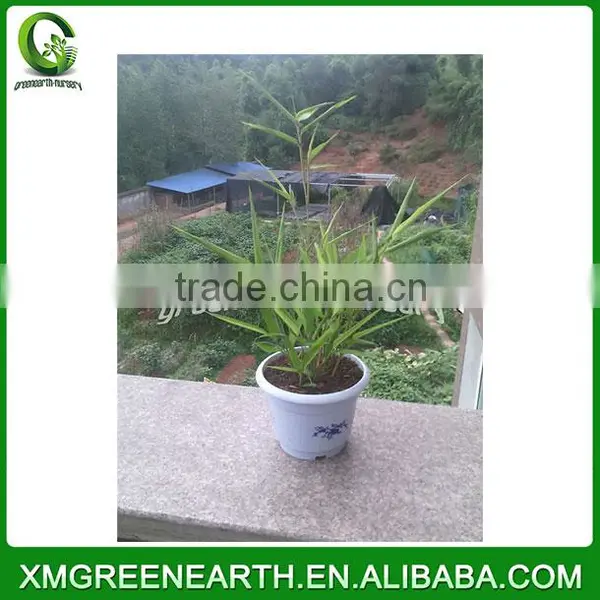 PHYLLOSTACHYS PUBESCENS -- Moso Bamboo Small Plant in Plastic Pots (4) photo-3
